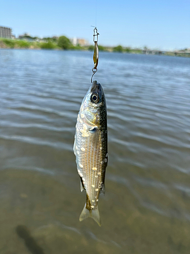 ボラの釣果