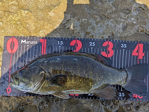 スモールマウスバスの釣果