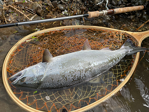 サクラマスの釣果