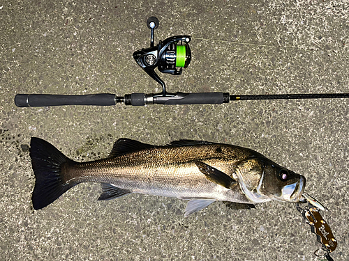 シーバスの釣果