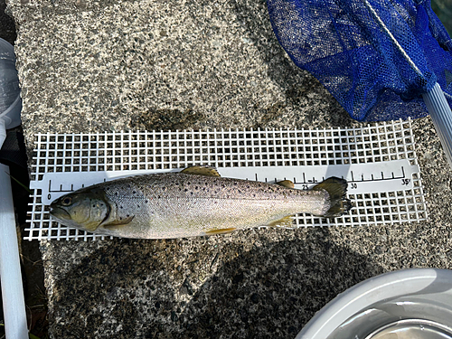 ブラウントラウトの釣果