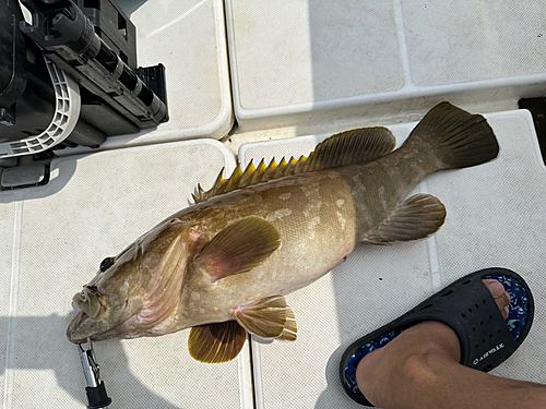 アラの釣果