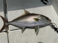 ヒレナガカンパチの釣果