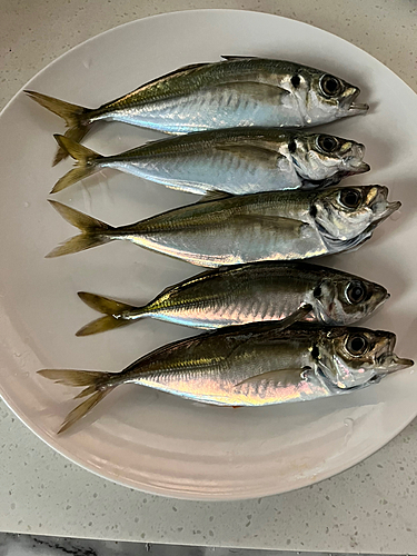 アジの釣果