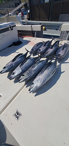 ビンチョウマグロの釣果