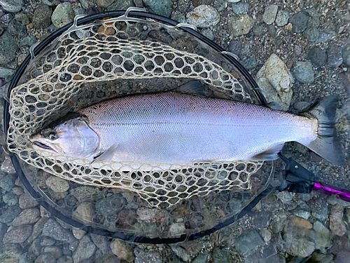 ホンマスの釣果