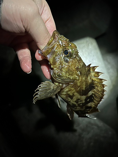 カサゴの釣果