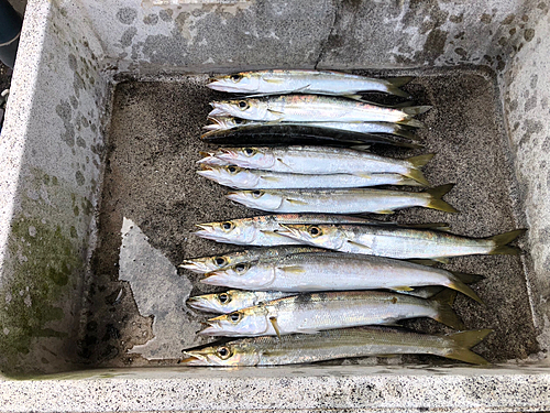 カマスの釣果