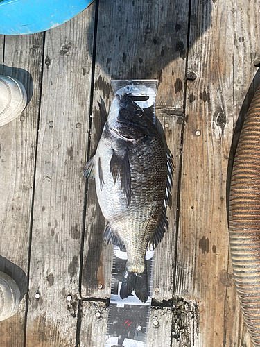 チヌの釣果