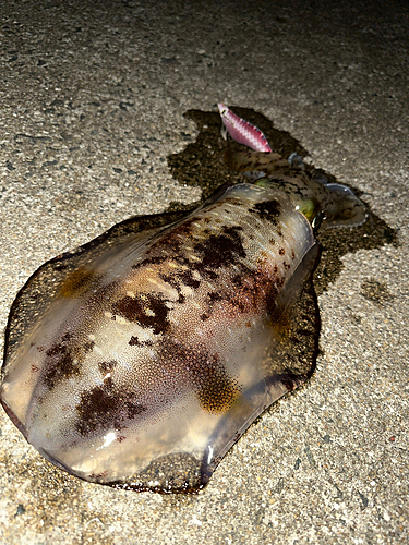 アオリイカの釣果