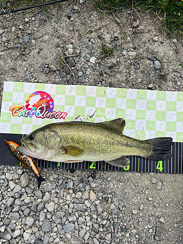 ブラックバスの釣果