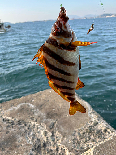 タカノハダイの釣果