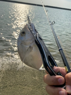 メッキの釣果