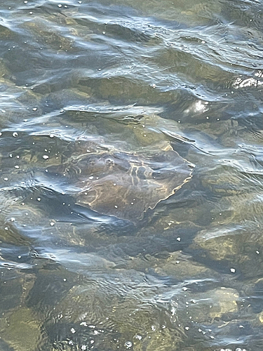 アカエイの釣果