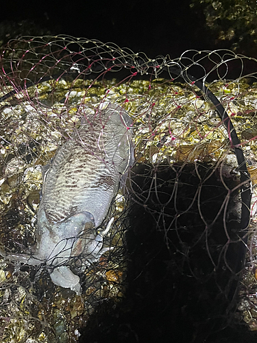 コウイカの釣果