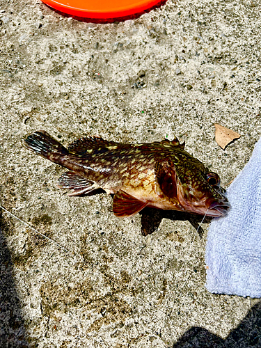 カサゴの釣果