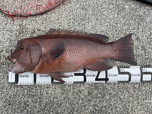 コブダイの釣果