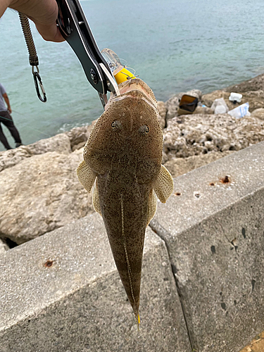 ミナミマゴチの釣果