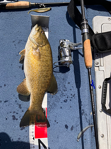 スモールマウスバスの釣果