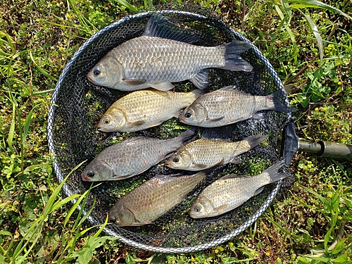 ヘラブナの釣果