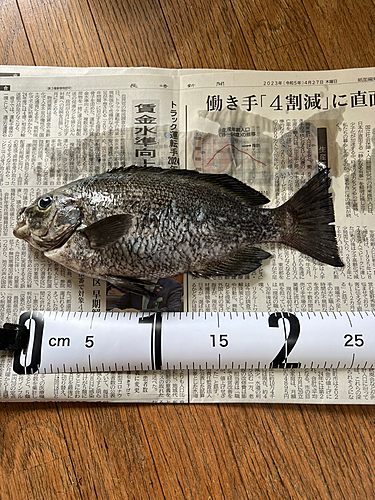 クロの釣果