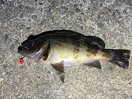 クロメバルの釣果