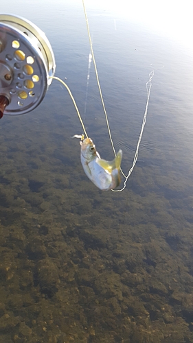 オイカワの釣果