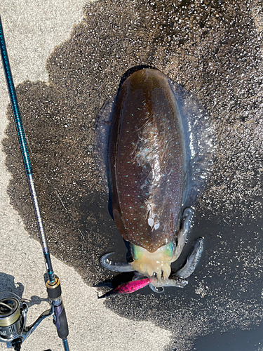 アオリイカの釣果