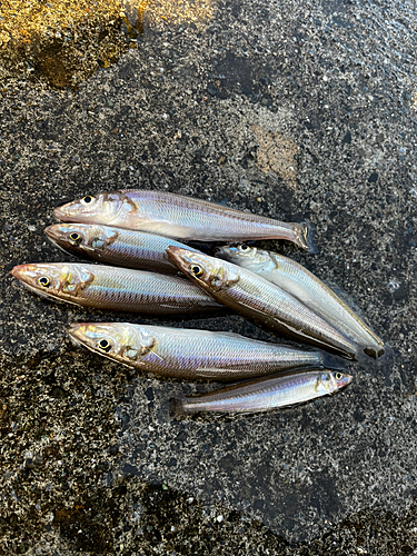 シロギスの釣果