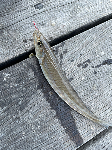 シロギスの釣果