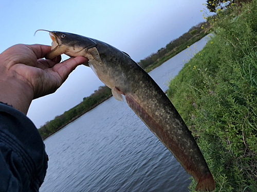 ナマズの釣果