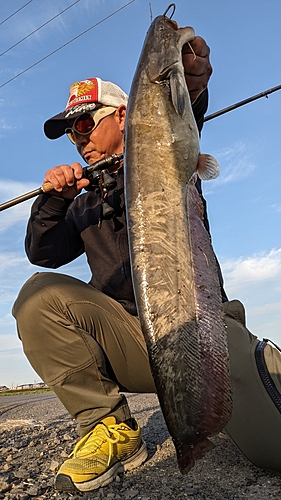 ナマズの釣果