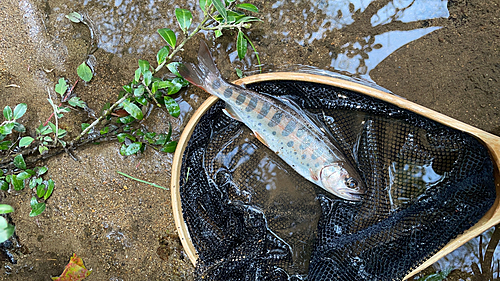 ヤマメの釣果