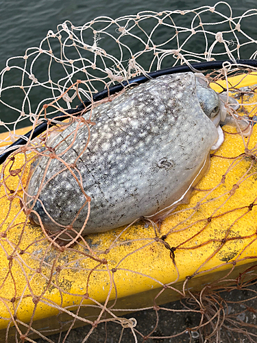 コウイカの釣果