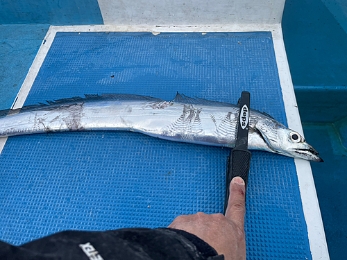 タチウオの釣果