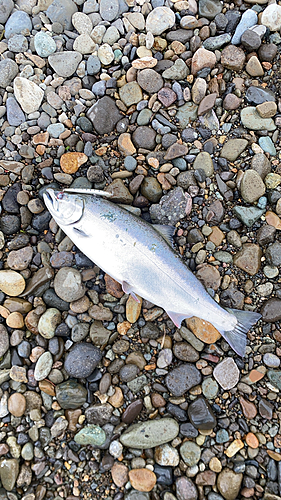 サクラマスの釣果