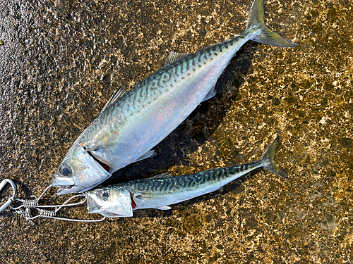 サバの釣果