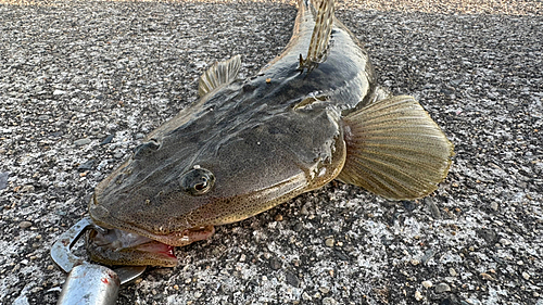 マゴチの釣果