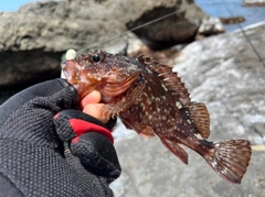 ガシラの釣果