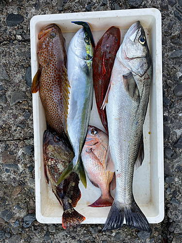 シーバスの釣果