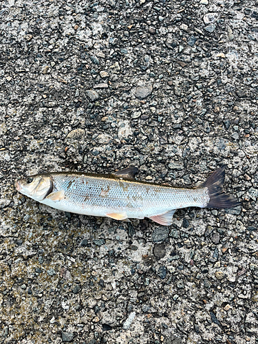 ウグイの釣果