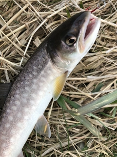 アメマスの釣果