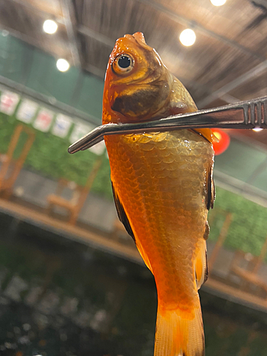 キンギョの釣果