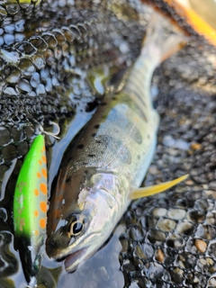 アマゴの釣果