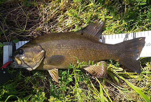 スモールマウスバスの釣果