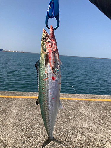 サゴシの釣果