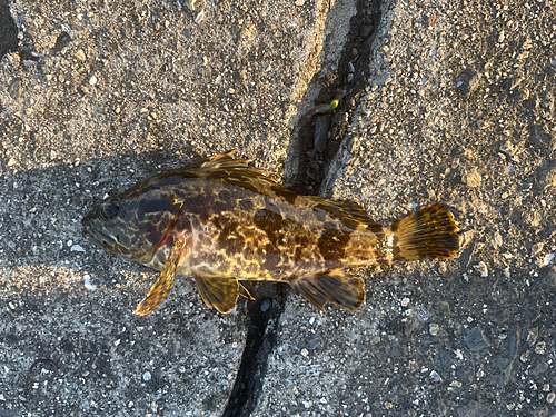 タケノコメバルの釣果