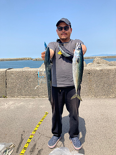 サバの釣果