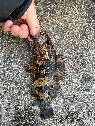 タケノコメバルの釣果