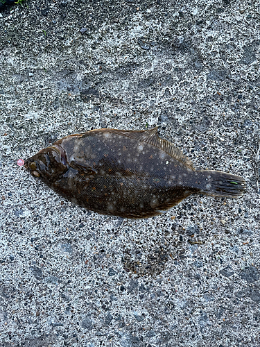 カレイの釣果